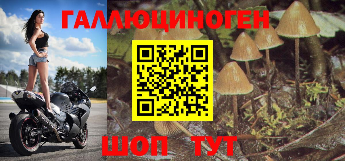 Галлюциногенные грибы Psilocybe Осинники